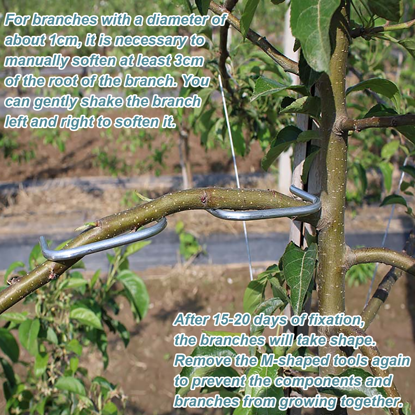 Fruit Tree Branch Shape Fixato - Concave Branch Cutter avaliação e preço
