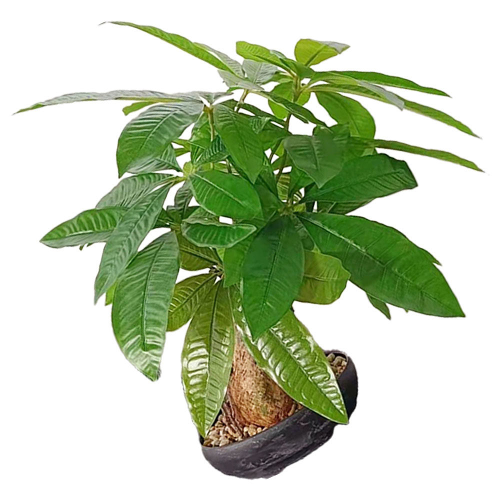 Artificial Bonsai Potted Plant - Bonsai Garden And Cafe avaliação e preço